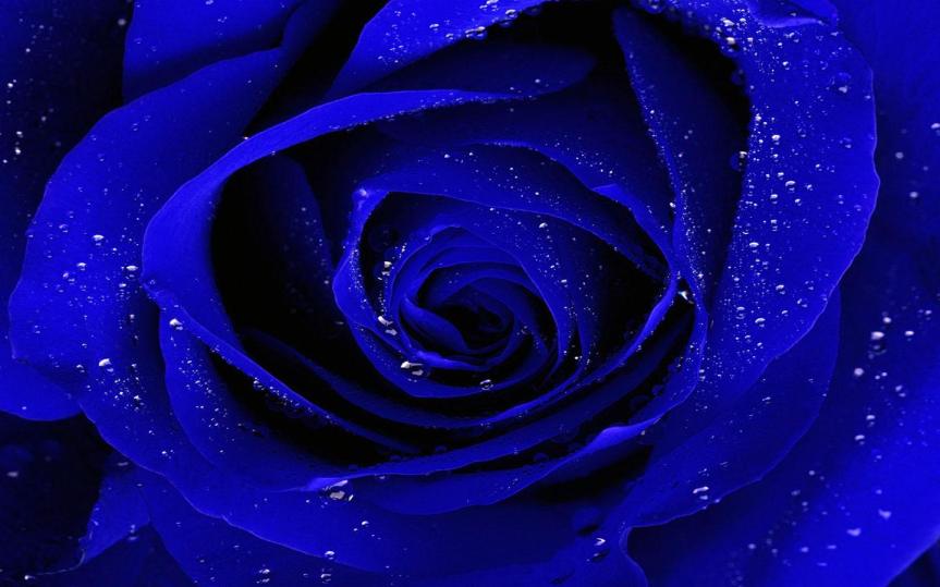 Blue Rose